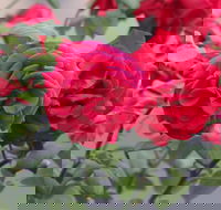 Lismore Community Gardens - Redcliffe Tourism