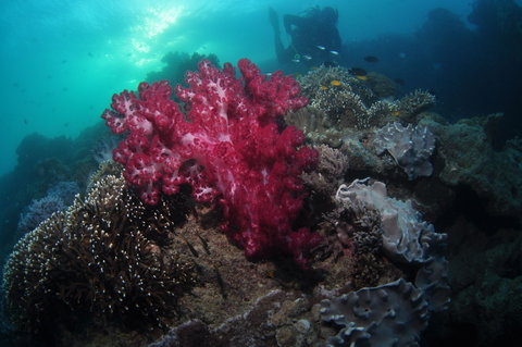 Luncheon Bay Dive Site - Redcliffe Tourism 0