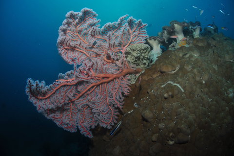 Luncheon Bay Dive Site - Redcliffe Tourism 1