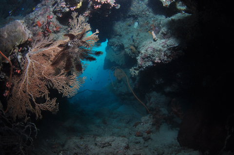 Luncheon Bay Dive Site - Redcliffe Tourism 2