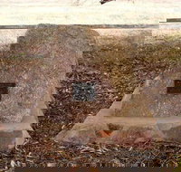 May Gibbs Tree - Redcliffe Tourism