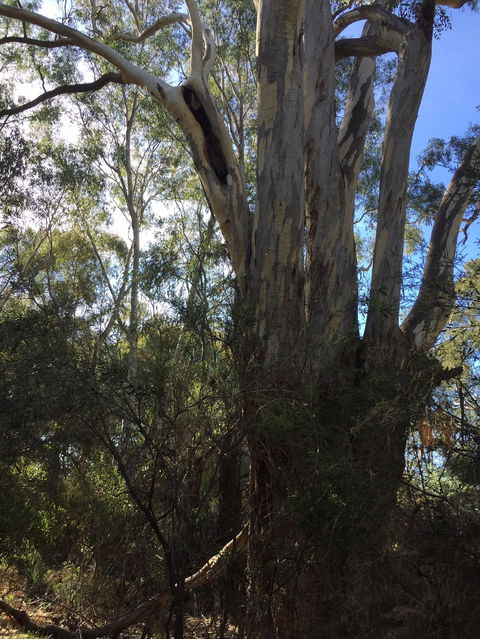 Northern Beaches - Redcliffe Tourism 0