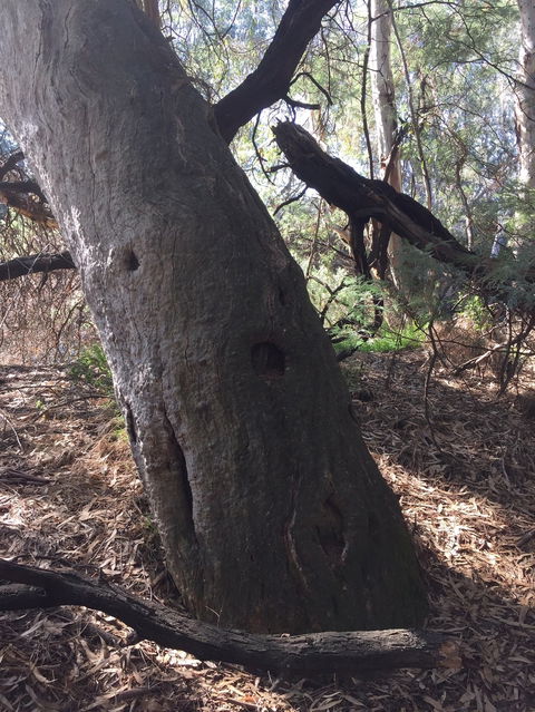 Northern Beaches - Redcliffe Tourism 1