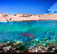 Snorkel the Ningaloo Reef - Redcliffe Tourism