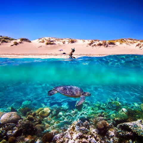 Snorkel The Ningaloo Reef - Redcliffe Tourism 0