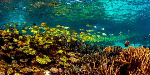 Snorkel The Ningaloo Reef - Redcliffe Tourism 2