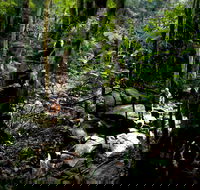 Strickland State Forest - Redcliffe Tourism