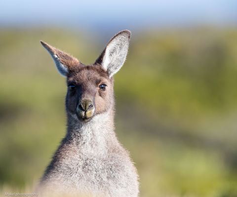 The Sole Walk At Hillocks Drive - Redcliffe Tourism 1