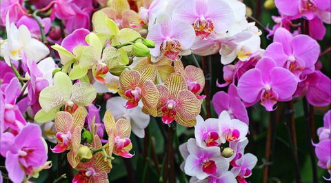 Tinonee Orchid Nursery - Redcliffe Tourism 0