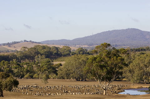 Ararat - Redcliffe Tourism 2