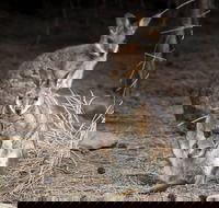 Bald Hill Walk - Cape Gantheaume Conservation Park - Redcliffe Tourism