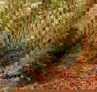 Burrawang Walking Track - Redcliffe Tourism