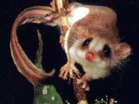 Carrowong Fauna Sanctuary - Redcliffe Tourism 0