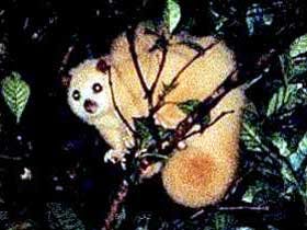 Carrowong Fauna Sanctuary - Redcliffe Tourism 1