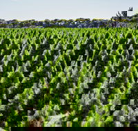 Christmas Tree Farm - Redcliffe Tourism