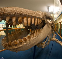 Eden Killer Whale Museum - Redcliffe Tourism