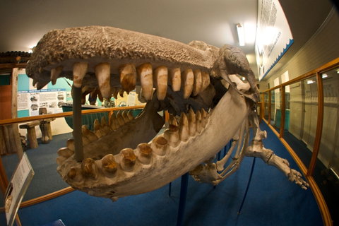 Eden Killer Whale Museum - Redcliffe Tourism 0
