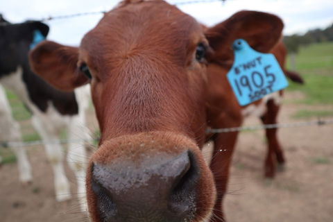 Farm Visit  Dungog - Redcliffe Tourism 2