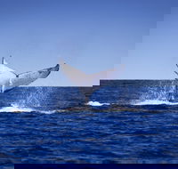 Humpback Whales - Redcliffe Tourism