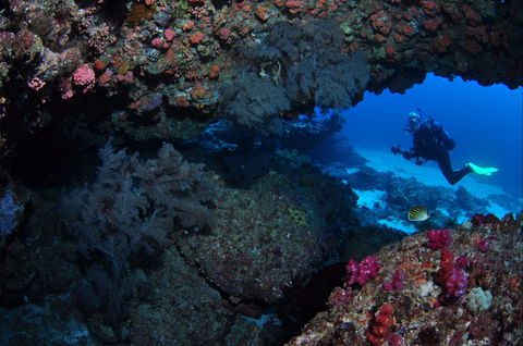 Hutchinson Shoal Dive Site - Redcliffe Tourism 0
