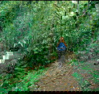 Mount Cougal Springbrook National Park - Redcliffe Tourism