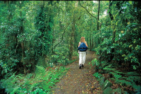 Mount Cougal, Springbrook National Park - Redcliffe Tourism 0