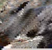 Peel Zoo - Redcliffe Tourism