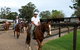 Scenic NSW Horse Riding Centre - thumb 1