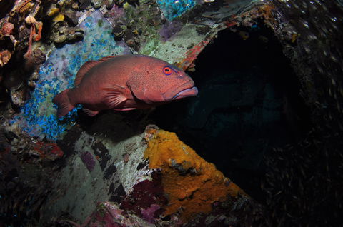 Severance Shipwreck Dive Site - Redcliffe Tourism 1