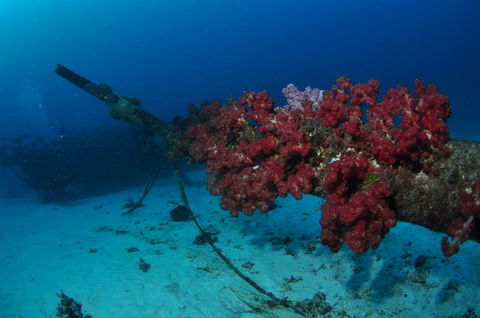 Severance Shipwreck Dive Site - Redcliffe Tourism 2