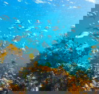 Snorkelling McKenzies Beach - Redcliffe Tourism