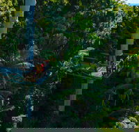 Tamborine Rainforest Skywalk - Redcliffe Tourism