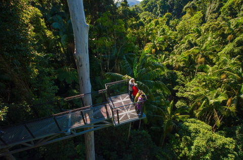 Tamborine Rainforest Skywalk - Redcliffe Tourism 1