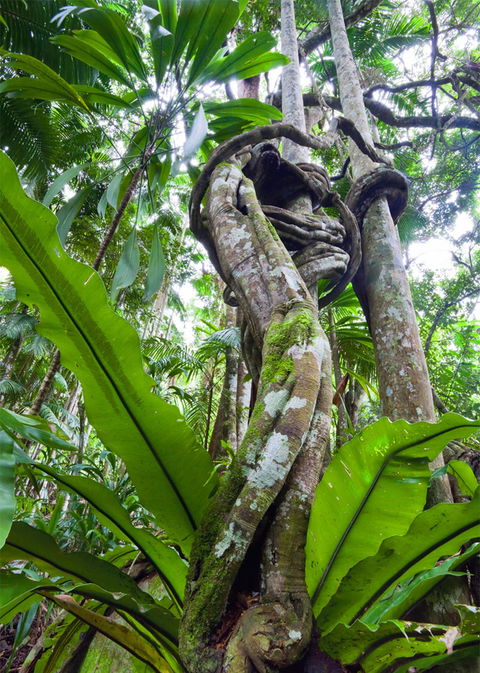 Tamborine Rainforest Skywalk - Redcliffe Tourism 2