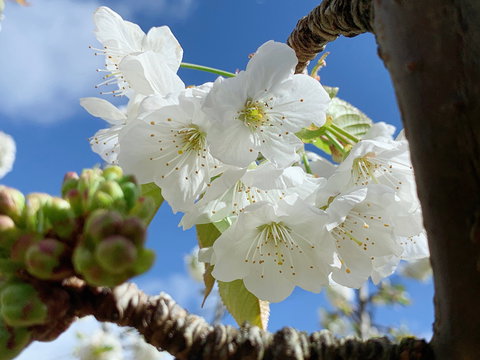 Tasmania Birchs Bay Cherries - Redcliffe Tourism 0