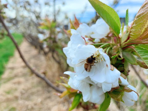 Tasmania Birchs Bay Cherries - Redcliffe Tourism 1