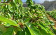 Tasmania Birchs Bay Cherries - thumb 2