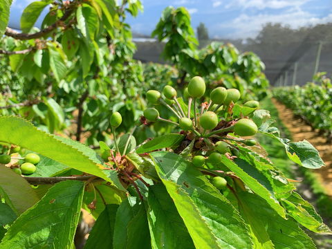 Tasmania Birchs Bay Cherries - Redcliffe Tourism 2