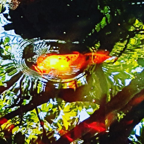 The Fernery At Diamond Waters - Redcliffe Tourism 2