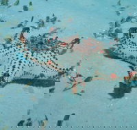 The Pines Dive Site - Redcliffe Tourism