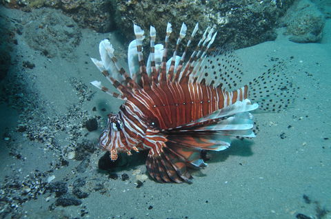 The Pines Dive Site - Redcliffe Tourism 1
