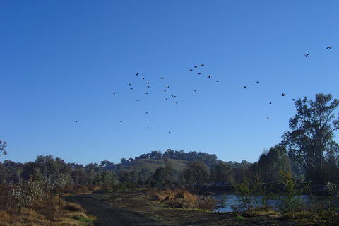 Tumut Wetlands - Redcliffe Tourism 1