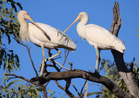 Tumut Wetlands - Redcliffe Tourism 2