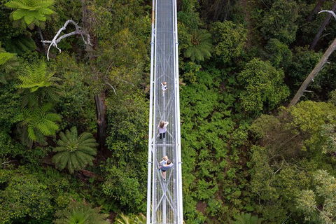 Illawarra Fly Treetop Adventures Treetop Walk Admission Ticket - Redcliffe Tourism 4