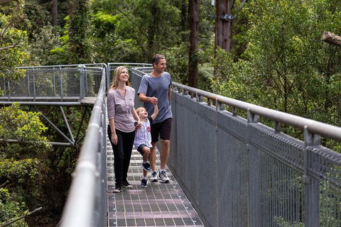 Illawarra Fly Treetop Adventures Treetop Walk Admission Ticket - Redcliffe Tourism 1
