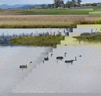 Beardy Waters Dam and Woodlands - Redcliffe Tourism