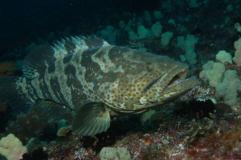 Wolf Rock Dive Site - Redcliffe Tourism 1
