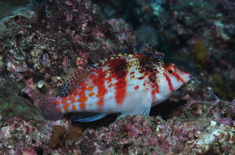 Wolf Rock Dive Site - Redcliffe Tourism 2