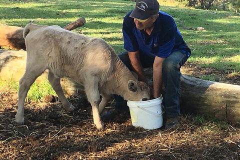 Interactive Farm Tours On A Beef, Lamb And Duck Farm - Redcliffe Tourism 2
