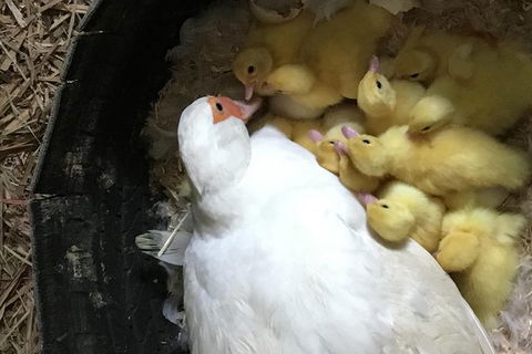Interactive Farm Tours On A Beef, Lamb And Duck Farm - Redcliffe Tourism 3